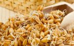 Как прорастить пшеницу и сделать брагу для самогона