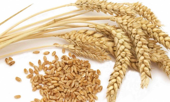 Самогон из пшеницы